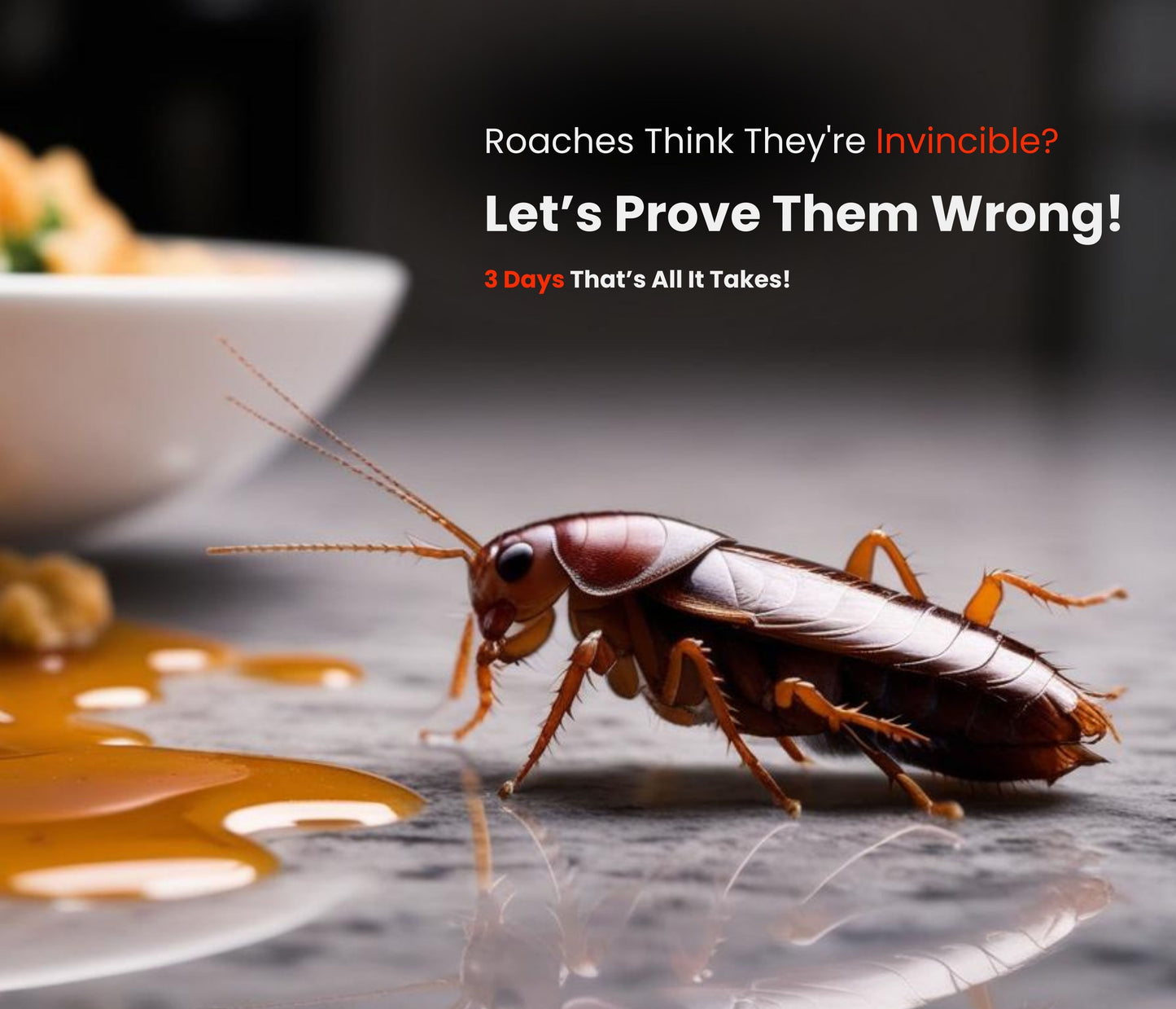 Amish Herbal Cockroach Killer Powder 100% Natural | Effective in 3 Days | with free ant gel